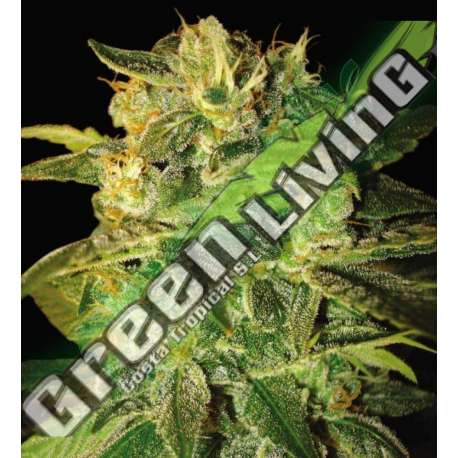 7 UND FEM - SUGAR MANGO RYDER (AUTOFLOWERING C.) * WORLD OF SEEDS 7 UND FEMINIZADAS