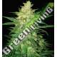 7 UND FEM - SWEET COFFEE RYDER (AUTOFLOWERING C.) * WORLD OF SEEDS 7 UND FEMINIZADAS