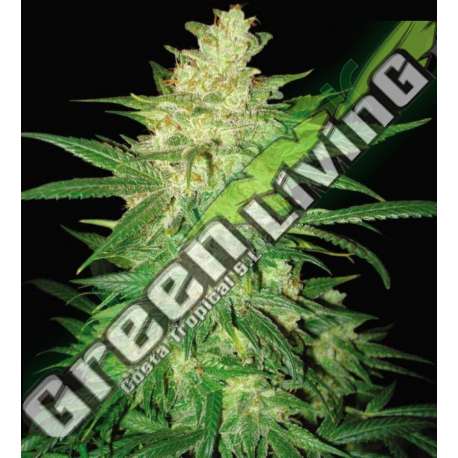 7 UND FEM - SWEET COFFEE RYDER (AUTOFLOWERING C.) * WORLD OF SEEDS 7 UND FEMINIZADAS