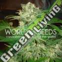 7 UND FEM - MAZAR KUSH (LEGEND COLLECTION) * WORLD OF SEEDS 7 UND FEMINIZADAS