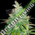 7 UND FEM - AFGHAN KUSH X BLACK DOMINA (MEDICAL C.) * WORLD OF SEEDS 7 UND FEMINIZADAS