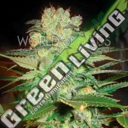 7 UND FEM - AFGHAN KUSH X WHITE WIDOW (MEDICAL C.) * WORLD OF SEEDS 7 UND FEMINIZADAS