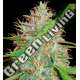 7 UND FEM - AFGHAN KUSH X SKUNK (MEDICAL C.) * WORLD OF SEEDS 7 UND FEMINIZADAS