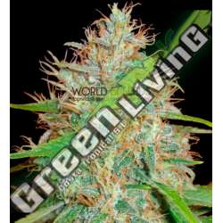 7 UND FEM - AFGHAN KUSH X SKUNK (MEDICAL C.) * WORLD OF SEEDS 7 UND FEMINIZADAS