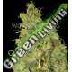 7 UND FEM - NORTHERN LIGHT X SKUNK (MEDICAL C.) * WORLD OF SEEDS 7 UND FEMINIZADAS