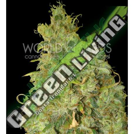 7 UND FEM - NORTHERN LIGHT X SKUNK (MEDICAL C.) * WORLD OF SEEDS 7 UND FEMINIZADAS