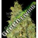 7 UND FEM - NORTHERN LIGHT X SKUNK (MEDICAL C.) * WORLD OF SEEDS 7 UND FEMINIZADAS