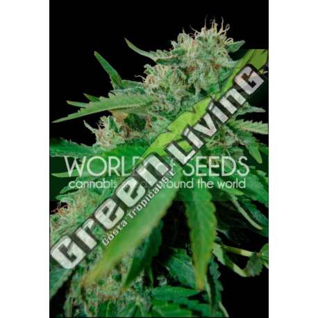 7 UND FEM - BRAZIL AMAZONIA (PURE ORIGIN COLLECTION) * WORLD OF SEEDS 7 UND FEMINIZADAS