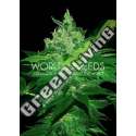 7 UND FEM - AFGHAN KUSH (PURE ORIGIN COLLECTION) * WORLD OF SEEDS 7 UND FEMINIZADAS