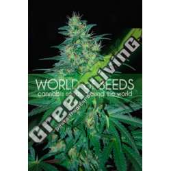 7 UND FEM - SOUTH AFRICAN KWAZULU (PURE ORIGIN COLLECTION) * WORLD OF SEEDS 7 UND FEMINIZADAS