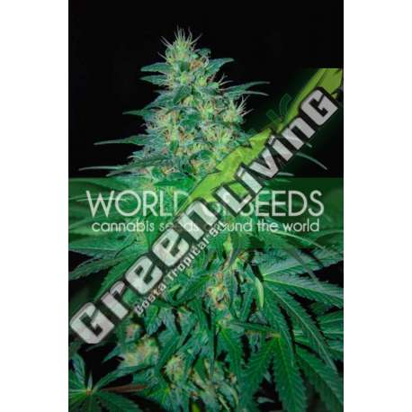 7 UND FEM - SOUTH AFRICAN KWAZULU (PURE ORIGIN COLLECTION) * WORLD OF SEEDS 7 UND FEMINIZADAS