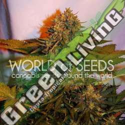 7 UND FEM - NORTHERN LIGHT X BIG BUD RYDER (AUTOFLOWERING C.) * WORLD OF SEEDS 7 UND FEMINIZADAS