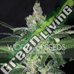 12 UND FEM - AMNESIA (LEGEND COLLECTION) * WORLD OF SEEDS FEMINIZADA 12 UND