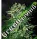 12 UND FEM - STONED INMACULATE (DIAMOND COLLECTION) * WORLD OF SEEDS 12 UND FEMINIZADAS