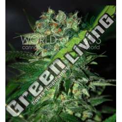 12 UND FEM - STONED INMACULATE (DIAMOND COLLECTION) * WORLD OF SEEDS 12 UND FEMINIZADAS