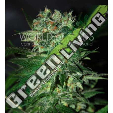 12 UND FEM - STONED INMACULATE (DIAMOND COLLECTION) * WORLD OF SEEDS 12 UND FEMINIZADAS