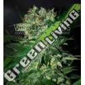 12 UND FEM - STONED INMACULATE (DIAMOND COLLECTION) * WORLD OF SEEDS 12 UND FEMINIZADAS