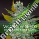 12 UND FEM - SPACE (LEGEND COLLECTION) * WORLD OF SEEDS 12 UND FEMINIZADAS