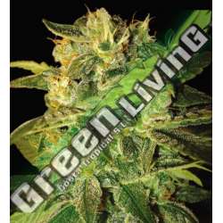 12 UND FEM - SUGAR MANGO RYDER (AUTOFLOWERING C.) * WORLD OF SEEDS 12 UND FEMINIZADAS