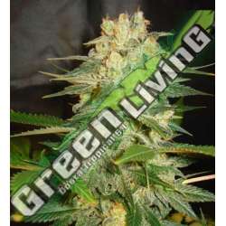 12 UND FEM - AFGHAN KUSH RYDER AUTO (AUTOFLOWERING C.) * WORLD OF SEEDS 12 UND FEMINIZADAS