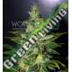 12 UND FEM - CHRONIC HAZE (LEGEND COLLECTION) * WORLD OF SEEDS 12 UND FEMINIZADAS