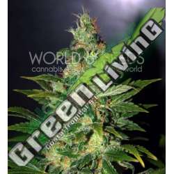 12 UND FEM - CHRONIC HAZE (LEGEND COLLECTION) * WORLD OF SEEDS 12 UND FEMINIZADAS