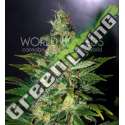 12 UND FEM - CHRONIC HAZE (LEGEND COLLECTION) * WORLD OF SEEDS 12 UND FEMINIZADAS