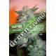 12 UND FEM - YUMBOLT 47 (LEGEND COLLECTION) * WORLD OF SEEDS 12 UND FEMINIZADAS