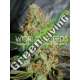 12 UND FEM - AFGHAN KUSH SPECIAL (LEGEND COLLECTION) * WORLD OF SEEDS 12 UND FEMINIZADAS