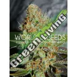 12 UND FEM - AFGHAN KUSH SPECIAL (LEGEND COLLECTION) * WORLD OF SEEDS 12 UND FEMINIZADAS