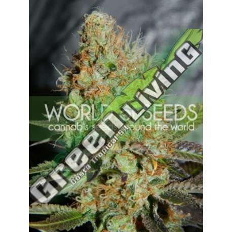 12 UND FEM - AFGHAN KUSH SPECIAL (LEGEND COLLECTION) * WORLD OF SEEDS 12 UND FEMINIZADAS