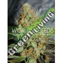 12 UND FEM - AFGHAN KUSH SPECIAL (LEGEND COLLECTION) * WORLD OF SEEDS 12 UND FEMINIZADAS