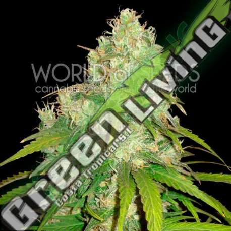 12 UND FEM - AFGHAN KUSH X YUMBOLT (MEDICAL C.) * WORLD OF SEEDS 12 UND FEMINIZADAS