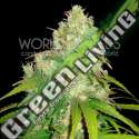 12 UND FEM - AFGHAN KUSH X YUMBOLT (MEDICAL C.) * WORLD OF SEEDS 12 UND FEMINIZADAS