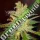 12 UND FEM - NORTHERN LIGHT X BIG BUD (MEDICAL C) * WORLD OF SEEDS 12 UND FEMINIZADAS