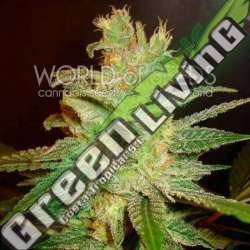 12 UND FEM - NORTHERN LIGHT X BIG BUD (MEDICAL C) * WORLD OF SEEDS 12 UND FEMINIZADAS