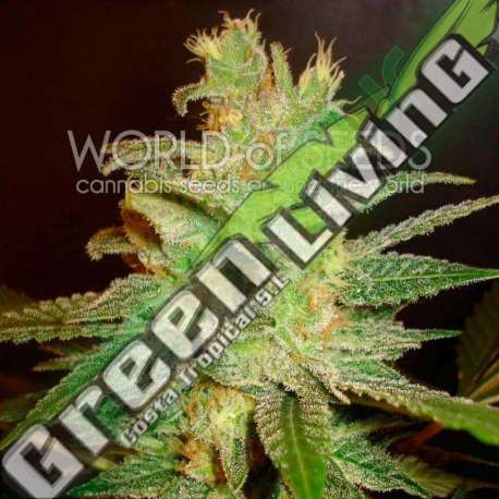 12 UND FEM - NORTHERN LIGHT X BIG BUD (MEDICAL C) * WORLD OF SEEDS 12 UND FEMINIZADAS