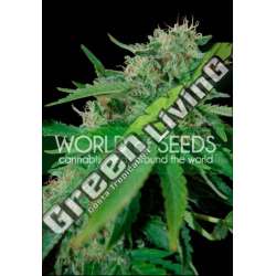 12 UND FEM - BRAZIL AMAZONIA (PURE ORIGIN COLLECTION) * WORLD OF SEEDS 12 UND FEMINIZADAS