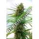 12 UND FEM - KILIMANJARO (PURE ORIGIN COLLECTION) * WORLD OF SEEDS 12 UND FEMINIZADAS