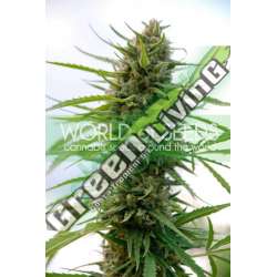 12 UND FEM - KILIMANJARO (PURE ORIGIN COLLECTION) * WORLD OF SEEDS 12 UND FEMINIZADAS