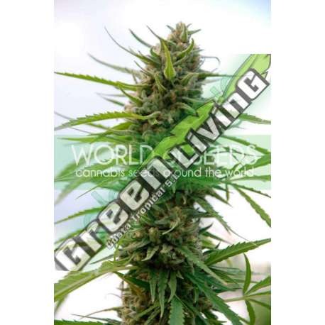 12 UND FEM - KILIMANJARO (PURE ORIGIN COLLECTION) * WORLD OF SEEDS 12 UND FEMINIZADAS