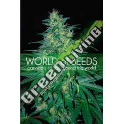 12 UND FEM - SOUTH AFRICAN KWAZULU (PURE ORIGIN COLLECTION) * WORLD OF SEEDS 12 UND FEMINIZADAS