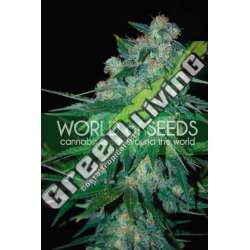 10 UND REG - KETAMA (WOS) * WORLD OF SEEDS 10 UND REG