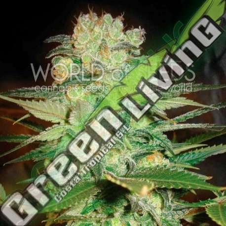 3 UND FEM - AFGHAN KUSH X WHITE WIDOW (MEDICAL C.) * WORLD OF SEEDS 3 UND FEMINIZADAS