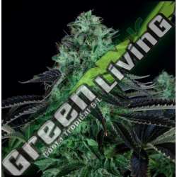 5 UND REG - DARKSTAR * T.H. SEEDS 5 UND REGULARES