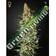 1 UND FEM - NEVILLE'S HAZE * GREEN HOUSE 1 UND FEMINIZADAS