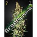 1 UND FEM - NEVILLE'S HAZE * GREEN HOUSE 1 UND FEMINIZADAS