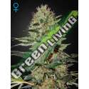 1 UND FEM - EXODUS CHEESE AUTO * GREEN HOUSE 1 UND FEMINIZADAS