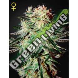 1 UND FEM - ARJAN'S STRAWBERRY HAZE * GREEN HOUSE 1 UND FEMINIZADAS