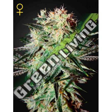 1 UND FEM - ARJAN'S STRAWBERRY HAZE * GREEN HOUSE 1 UND FEMINIZADAS